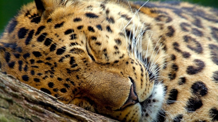 leopard, sleeping, animals