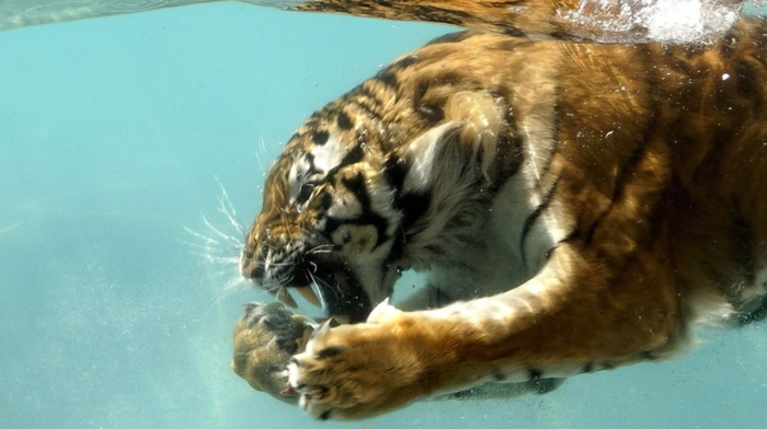 water, tiger, animals