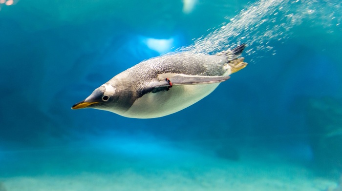 birds, animals, underwater, penguins