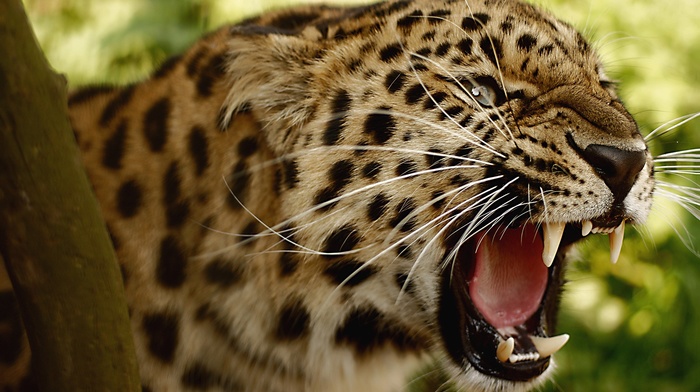 Amur leopards, leopard, animals