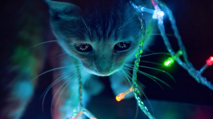 christmas lights, cat, animals