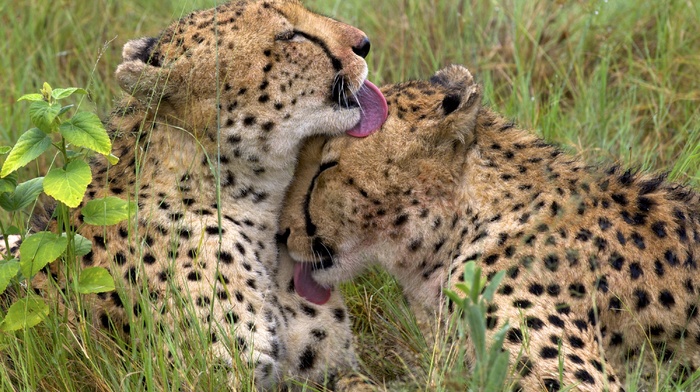 tongues, animals, cheetahs