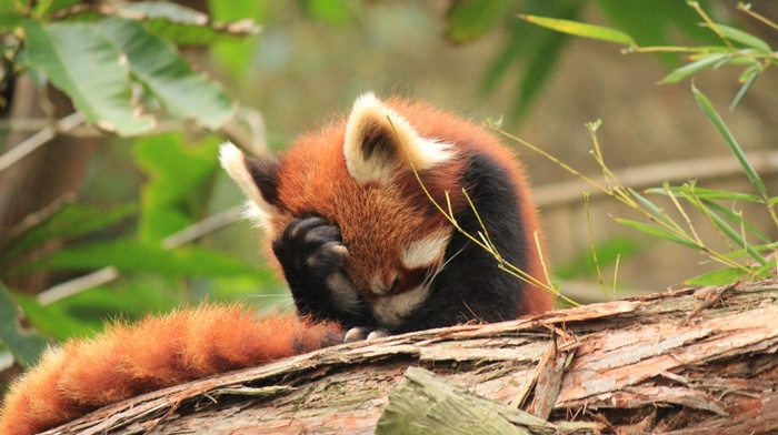 sad, animals, red panda