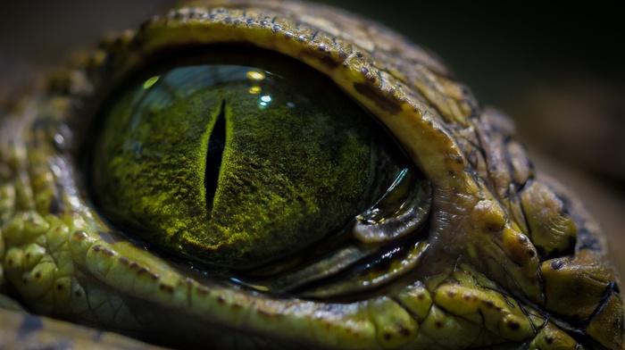 eyes, crocodiles, reptile, macro