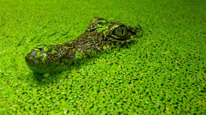 animals, reptile, plants, crocodiles