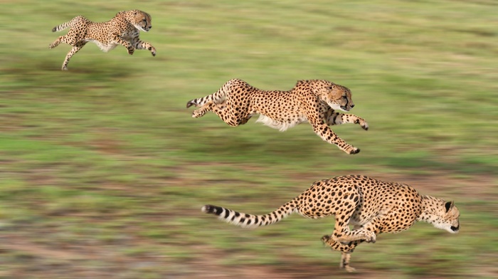 motion blur, cheetahs, animals, running