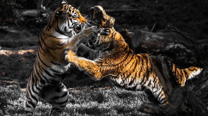 fighting, selective coloring, animals, tiger