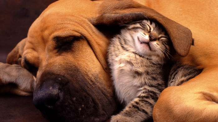 nature, dog, hounds, friendship, kittens, cat, bloodhounds, animals, animal ears, baby animals, closed eyes, sleeping