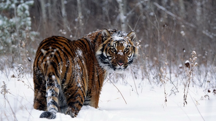 tiger, animals, snow