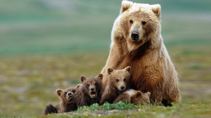 baby animals, animals, bears