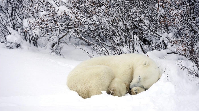 sleeping, snow, polar bears, animals