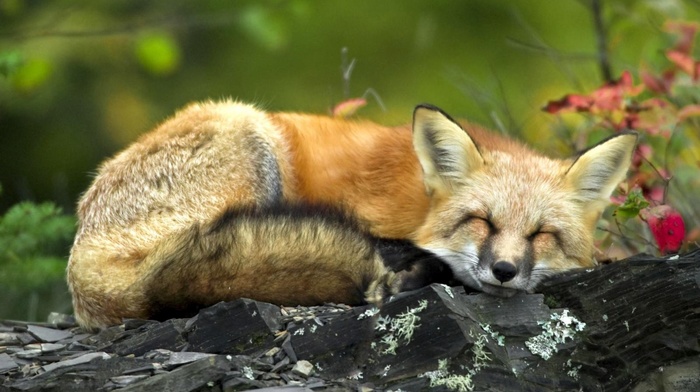 fox, animals, rock