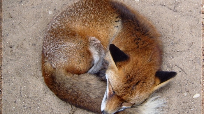 animals, fox