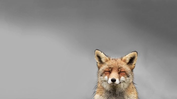 fox, smiling, simple background, animals