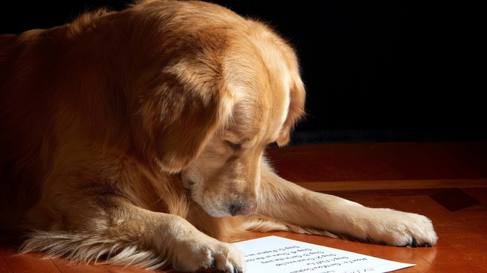 animals, paper, dog, Labrador Retriever, wooden surface