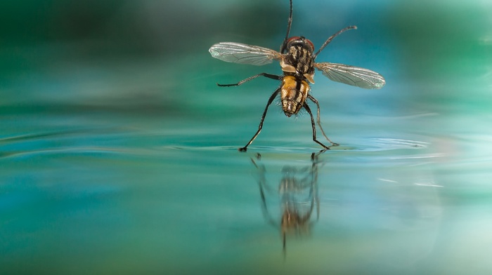fly, water, nature