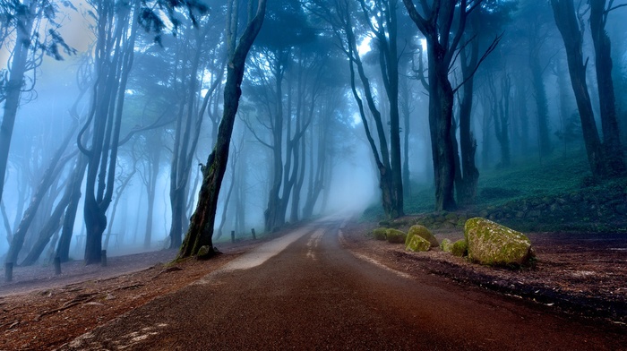 mist, moss, stones, forest, trees, nature, road, Portugal, landscape, roots, rock, morning