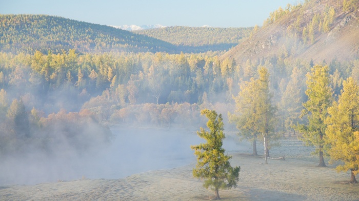 forest, nature, hill, landscape, mist