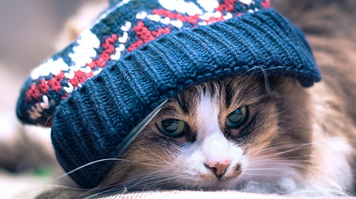 cat, animals, woolly hat