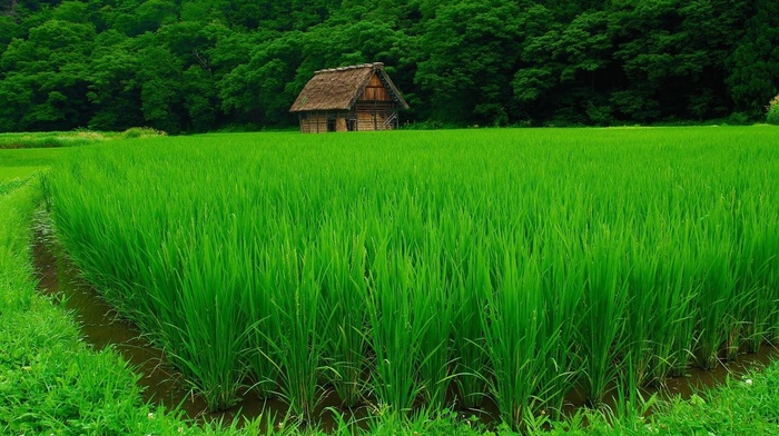 plants, house, green, forest, nature, rice paddy, trees, landscape, grass, field, water