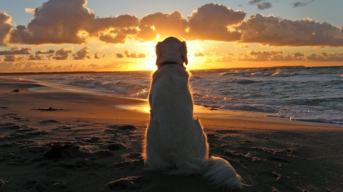 sand, sunset, beach, dog, animals, clouds, waves