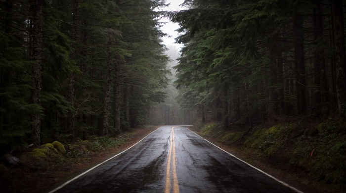 forest, road