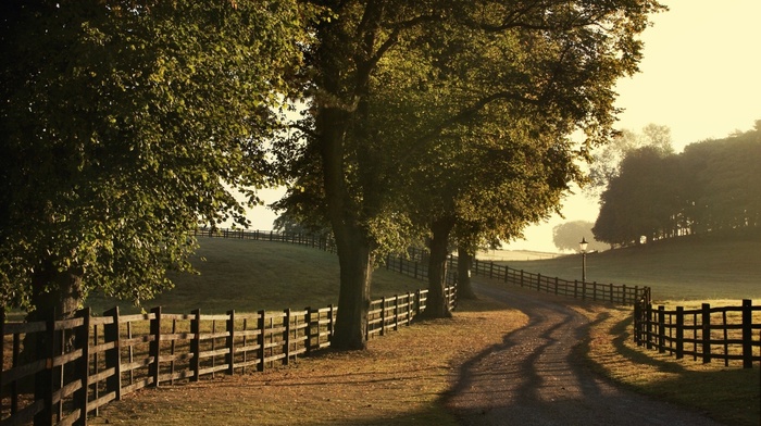 nature, road, trees