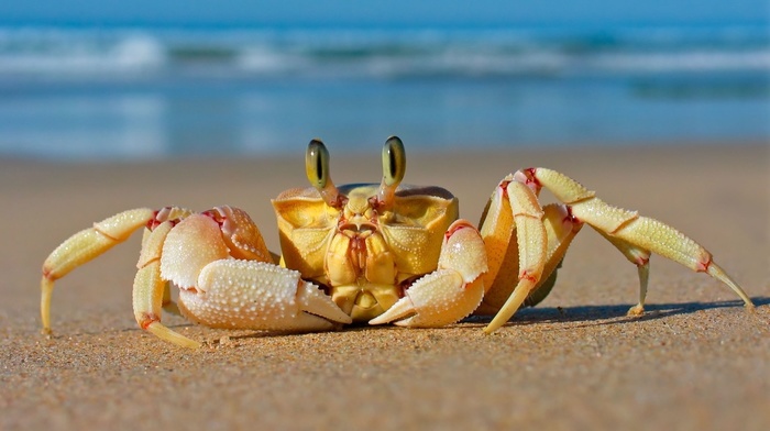 crabs, sand, beach, animals, crustaceans