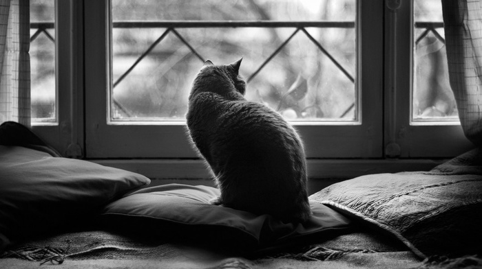 animals, cushions, cat, window