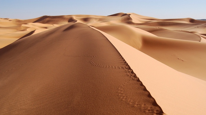 dune, desert, sand, landscape, nature