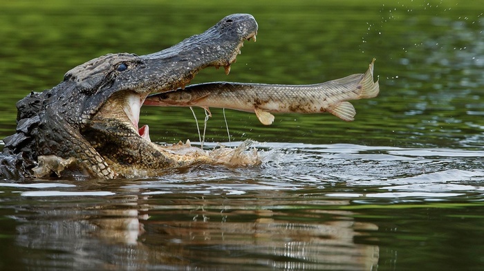 nature, animals, alligators