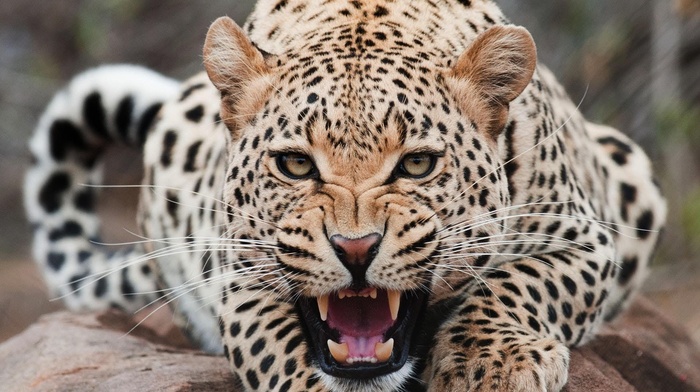 animals, Jaguar