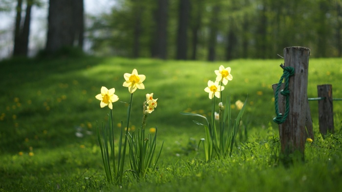 nature, flowers, daffodils, grass, fence