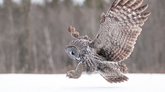 owl, birds, snow