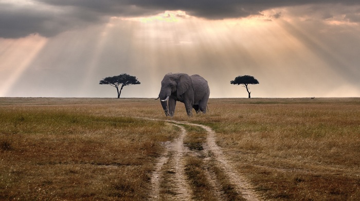 landscape, elephants