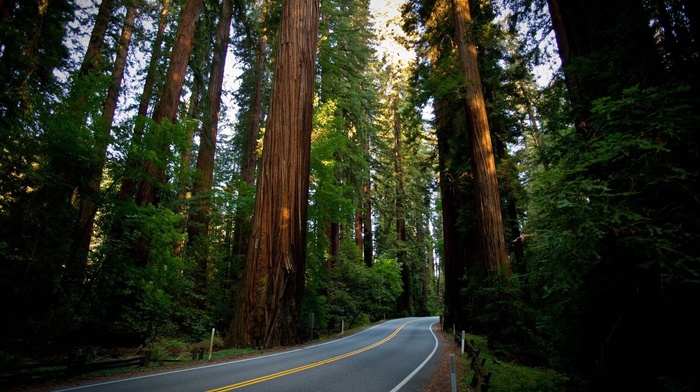 road, forest, trees