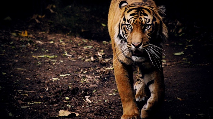 nature, tiger, animals