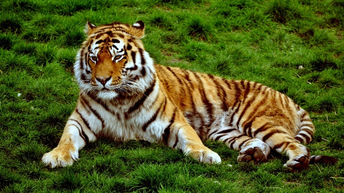 animals, tiger