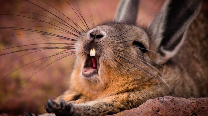 wildlife, mammals, animals, yawning, rabbits