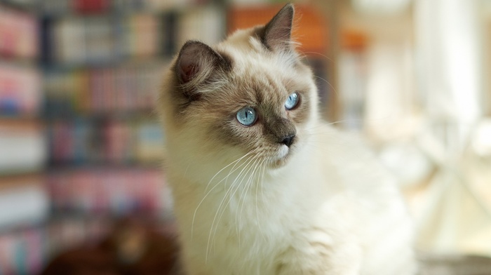 blue eyes, cat, blurred, Siamese cats, animals