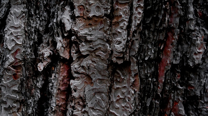 texture, nature, wood, bark, pattern, wooden surface, trees