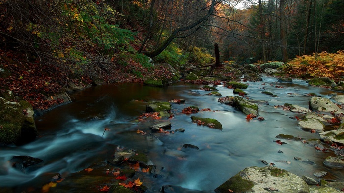 rock, forest, water, stones, leaves, fall, nature, river
