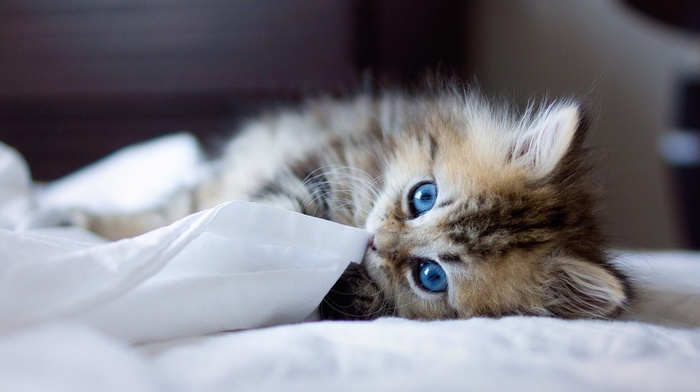 blurred, blue eyes, ben torode, animals, cat