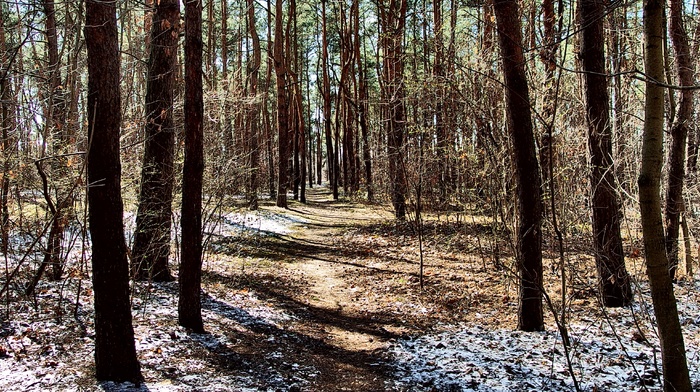 path, winter, spring, forest