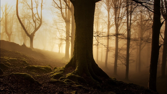 forest, wood, roots, trees, branch, mist, moss, silhouette, fall, landscape, leaves, nature