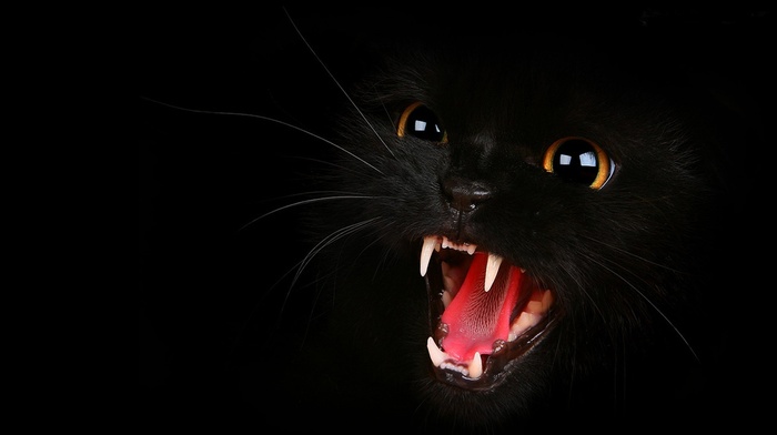 black cats, open mouth, animals, cat