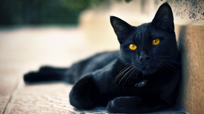 animals, hazel eyes, black cats, cat