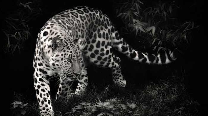 animals, leopard, photo manipulation