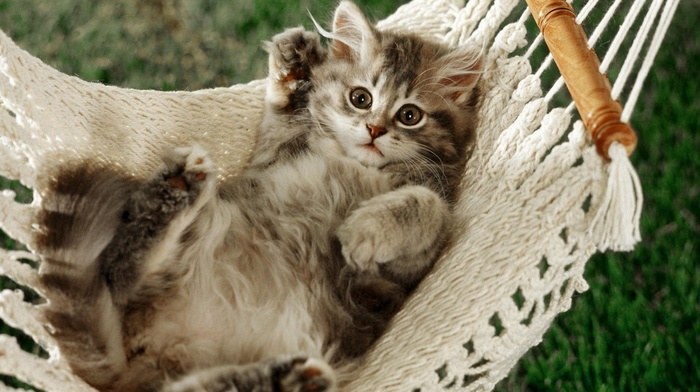 cat, kittens, hammocks, animals