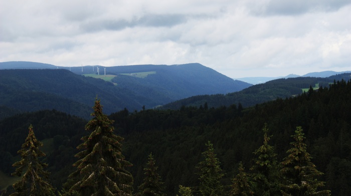 landscape, forest, mountain, green